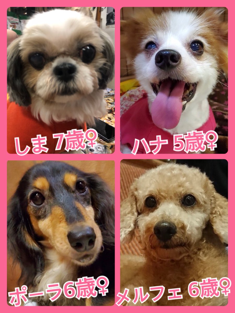 🐾今日の里親様募集中ワンコ🐶メンバーです🐾2019,9,24